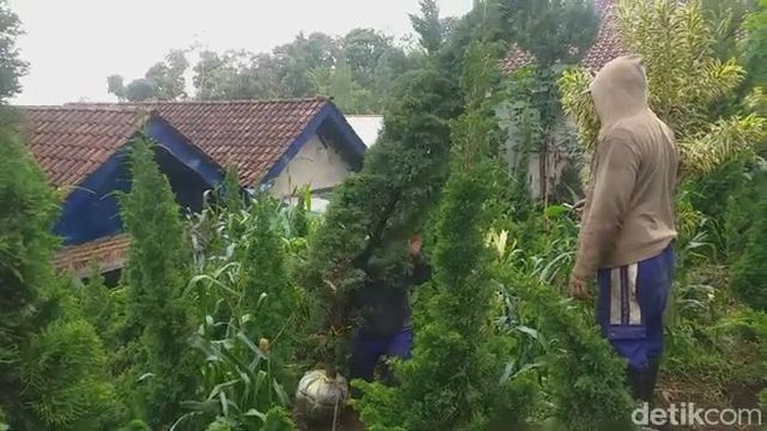 Cemara Poa Poa Prigen Pasuruan Diburu Jelang Natal