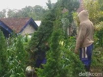 Cemara Poa Poa Prigen Pasuruan Diburu Warga Jelang Natal