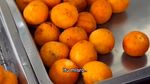 20 Combro Pedas Gurih Rp 1.000 an Ada di Tempat Ini!