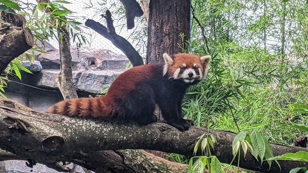 Dua satwa baru di Batu Secret Zoo