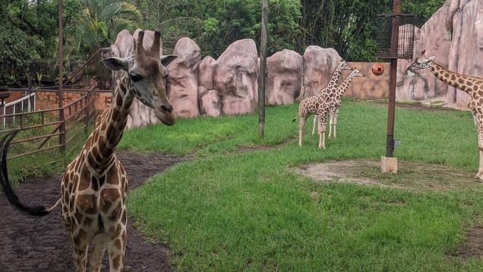 Dua satwa baru di Batu Secret Zoo