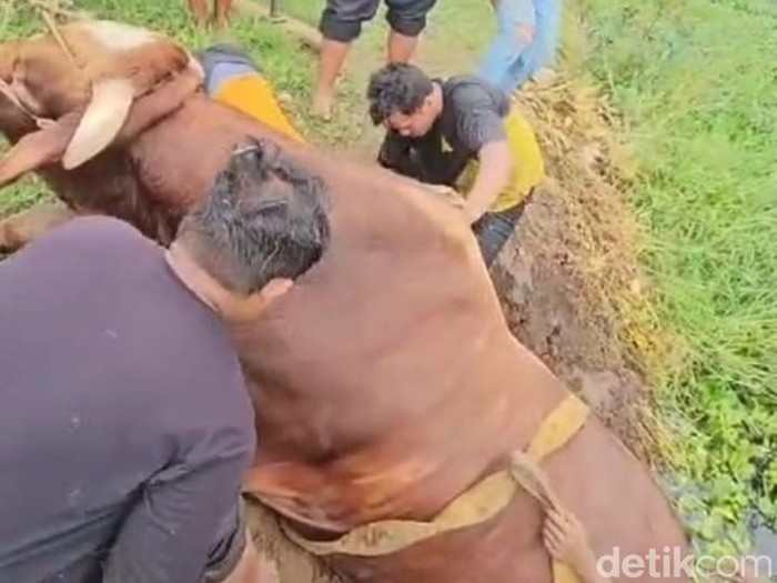Evakuasi sapi Brahman berbobot 1,1 ton tercebur sungai di Desa Bebel, Wonokerto, Pekalongan, Senin (16/12/2024) pagi.