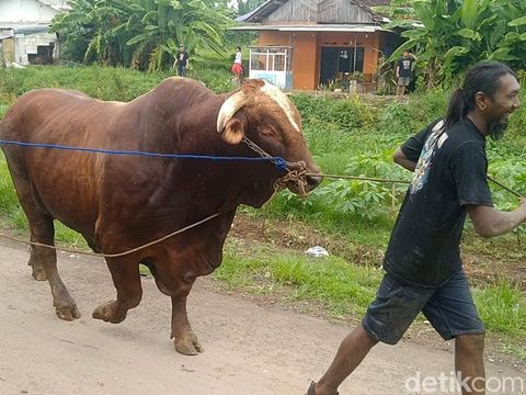 Evakuasi sapi Brahman berbobot 1,1 ton tercebur sungai di Desa Bebel, Wonokerto, Pekalongan, Senin (16/12/2024) pagi.