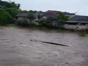 Gajah Bali Zoo Hanyut Saat Hendak Menuju Kandang