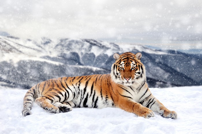 Harimau Siberia