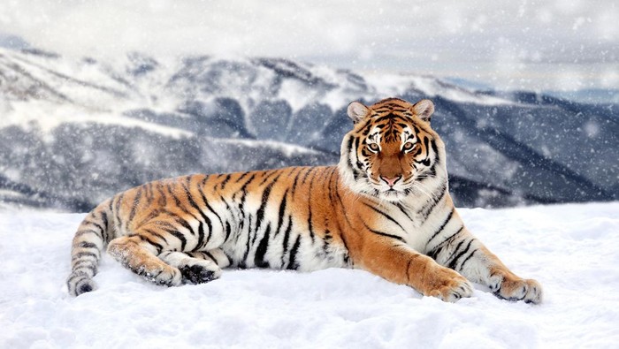 Harimau Siberia
