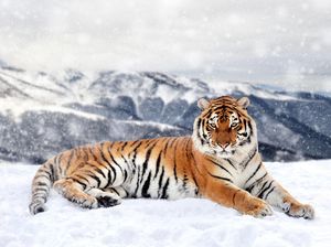 Seperti Manusia, Harimau Siberia Rela Tempuh 200 Km demi Bertemu Pasangannya