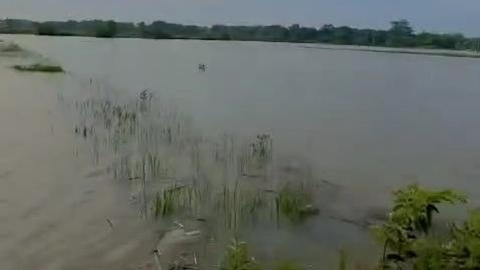 Lahan padi di Poncosari, Srandakan, Bantul yang terendam air. Foto diunggah Senin (16/12/2024).