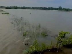 140 Ha Sawah di Poncosari Bantul Rusak Terendam Air, DKPP Kirim 3,5 Ton Benih