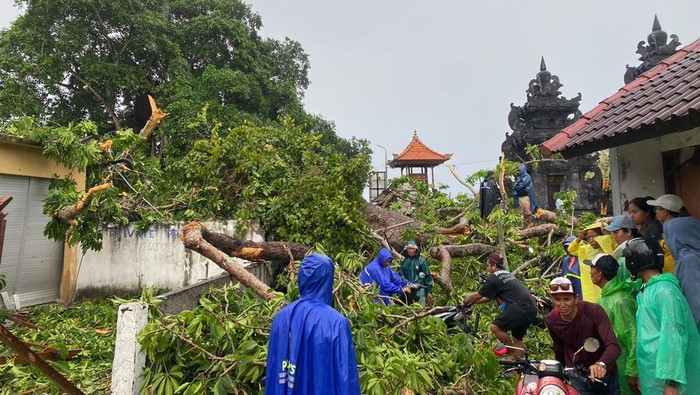 Penanganan pohon kepuh tumbang menimpa pura di Nusa Lembongan, Klungkung, Senin (16/12/2024). (Dok. Polres Klungkung)