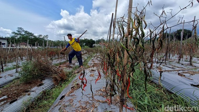 Kondisi cabai merah yang busuk karena terdampak cuaca ekstrem di Desa Rempoah, Kecamatan Baturraden, Kabupaten Banyumas, Senin (16/12/2024).