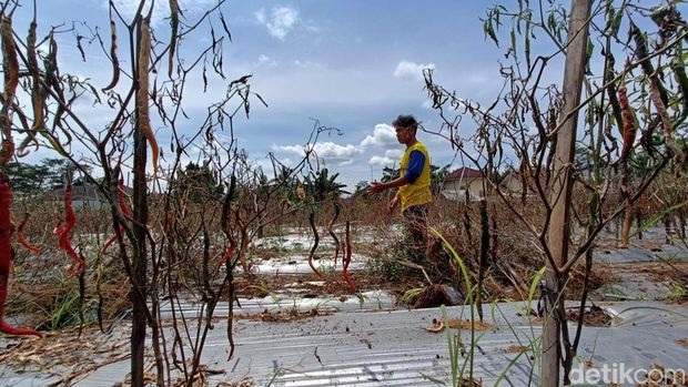 Kondisi cabai merah yang busuk karena terdampak cuaca ekstrem di Desa Rempoah, Kecamatan Baturraden, Kabupaten Banyumas, Senin (16/12/2024).