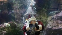 Seorang penyelam berpakaian Sinterklas berenang di Window on Washington Waters di Akuarium Seattle, Washington, AS, Minggu (15/12/2024).