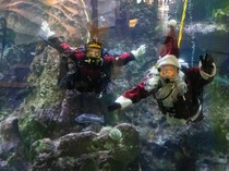 Aksi Sinterklas Berenang dengan Ikan-ikan Sambut Natal di Seattle