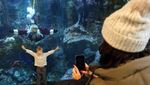 Aksi Sinterklas Berenang dengan Ikan-ikan Sambut Natal di Seattle