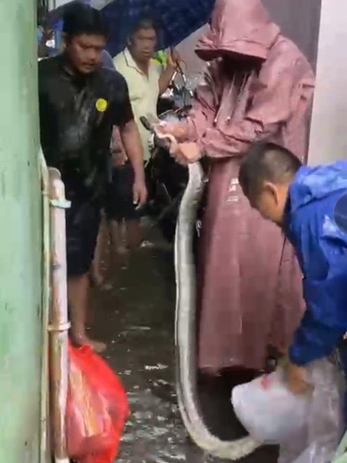 Ular piton 2 meter masuk permukiman warga di Jalan Irian Makassar.