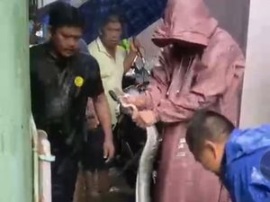 Ular Piton 2 Meter Masuk Permukiman di Jalan Irian Saat Makassar Banjir