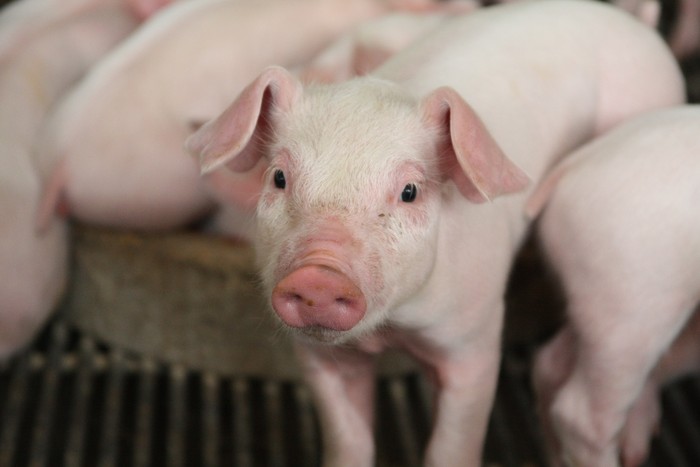 The portrait of piglet in swine farm