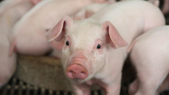 The portrait of piglet in swine farm