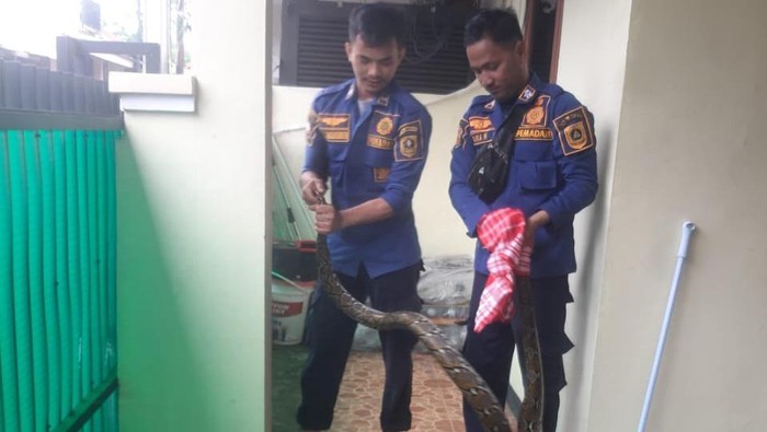 Damkar Kabupaten Bogor evakuasi ular sanca 3 meter