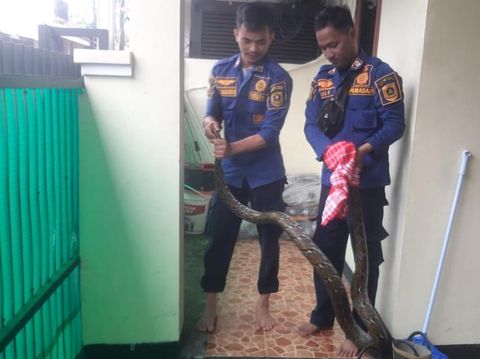 Damkar Kabupaten Bogor evakuasi ular sanca 3 meter
