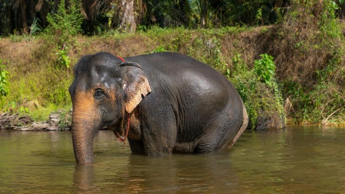 Ilustrasi gajah Bali Zoo