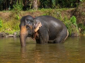Gubernur Abdul Wahid Kaget Anak Gajah di Riau Mati-Terungkap di Hari Gajah