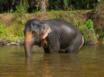 Gubernur Abdul Wahid Kaget Anak Gajah di Riau Mati-Terungkap di Hari Gajah