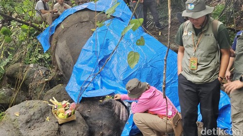 Jasad gajah Moly ditemukan 3 kilometer dari lokasinya hanyut di Gianyar, Bali, Selasa (17/12/2024).