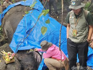 Gajah Bali Zoo Mati Hanyut-Wanita Lompat dari Kapal Feri Tinggalkan Anak