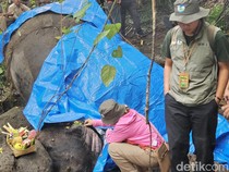 Video: Bali Zoo Ungkap Kronologi Gajah Moly Hanyut Hingga Ditemukan Mati