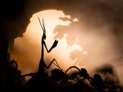 Karya Fantastis Jawara Nature Photographer of The Year 2024