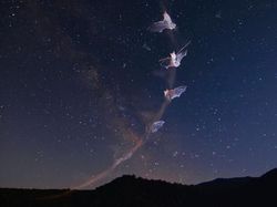 Karya Fantastis Jawara Nature Photographer of The Year 2024