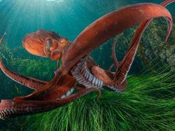 Karya Fantastis Jawara Nature Photographer of The Year 2024