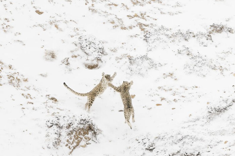 Nature Photographer of The Year 2024 Nature Photographer of The Year 2024