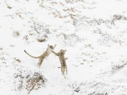 Karya Fantastis Jawara Nature Photographer of The Year 2024