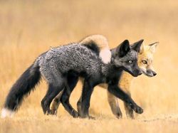 Karya Fantastis Jawara Nature Photographer of The Year 2024