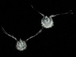 Karya Fantastis Jawara Nature Photographer of The Year 2024