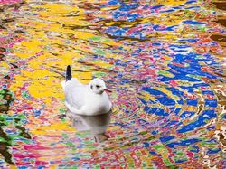 Karya Fantastis Jawara Nature Photographer of The Year 2024