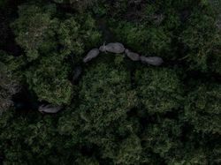 Karya Fantastis Jawara Nature Photographer of The Year 2024