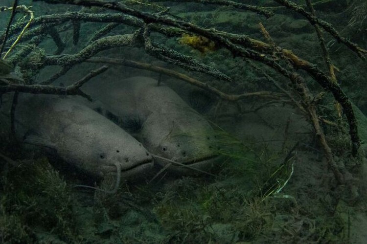 Nature Photographer of The Year 2024 Nature Photographer of The Year 2024