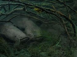 Karya Fantastis Jawara Nature Photographer of The Year 2024