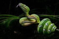 Nature Photographer of The Year 2024