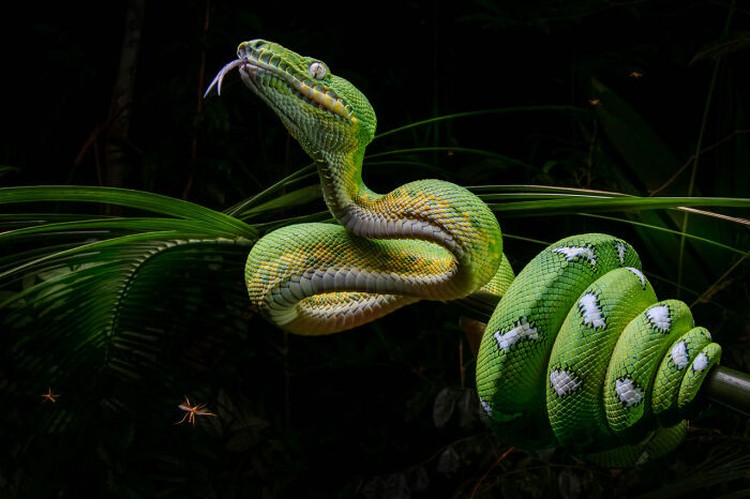 Nature Photographer of The Year 2024 Nature Photographer of The Year 2024