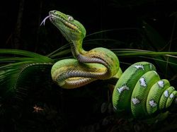 Karya Fantastis Jawara Nature Photographer of The Year 2024