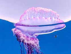 Karya Fantastis Jawara Nature Photographer of The Year 2024