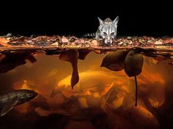 Karya Fantastis Jawara Nature Photographer of The Year 2024