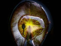 Karya Fantastis Jawara Nature Photographer of The Year 2024