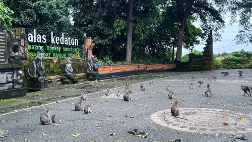 Objek wisata DTW Alas Kedaton yang berada di Desa Adat Kukuh, Kecamatan Marga, Tabanan. (Istimewa/DTW Alas Kedaton)