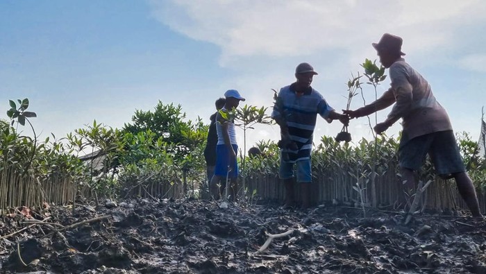 Pembibitan mangrove (Dok. BRGM)